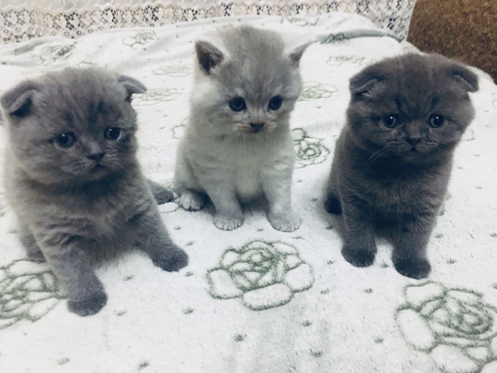 Шотландські кошенята / Шотландські котята / Scottish fold/straight