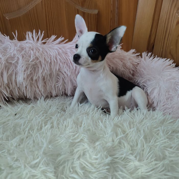 Malutki piesek chihuahua