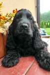 Cocker spaniel angielski  piesek