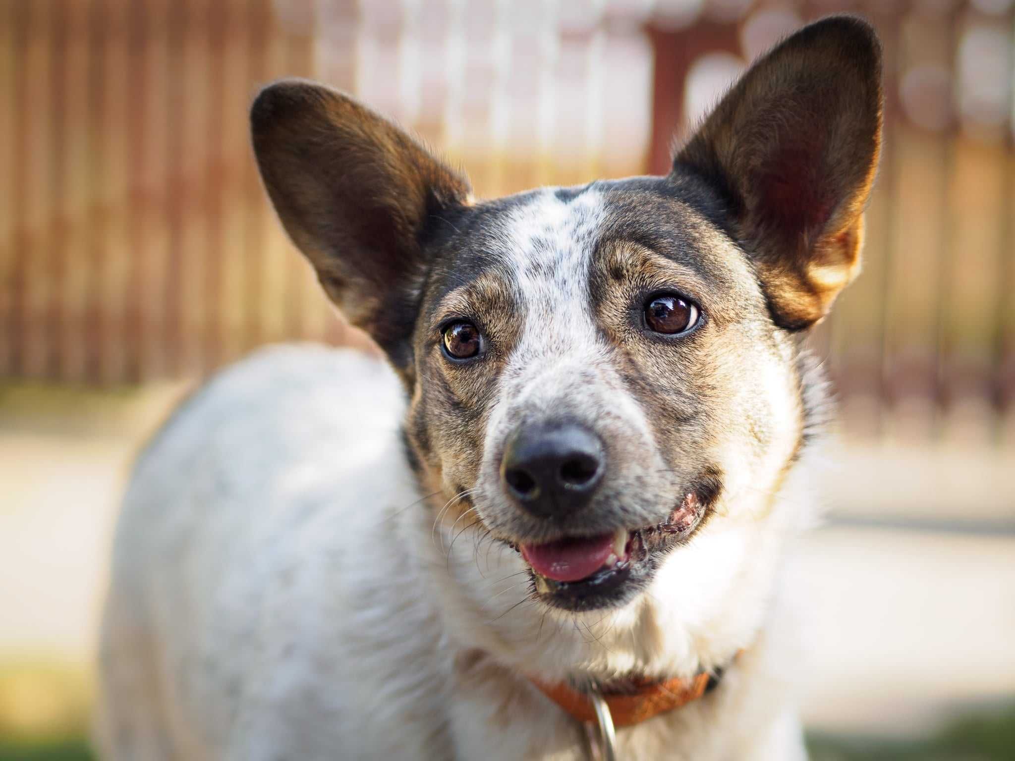 Radzia, pies w typie Corgi szuka domu!