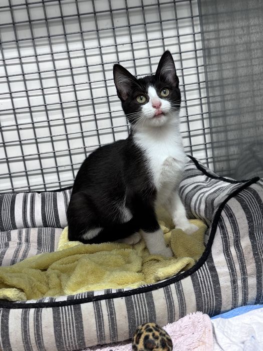 Gatinhos para adoção