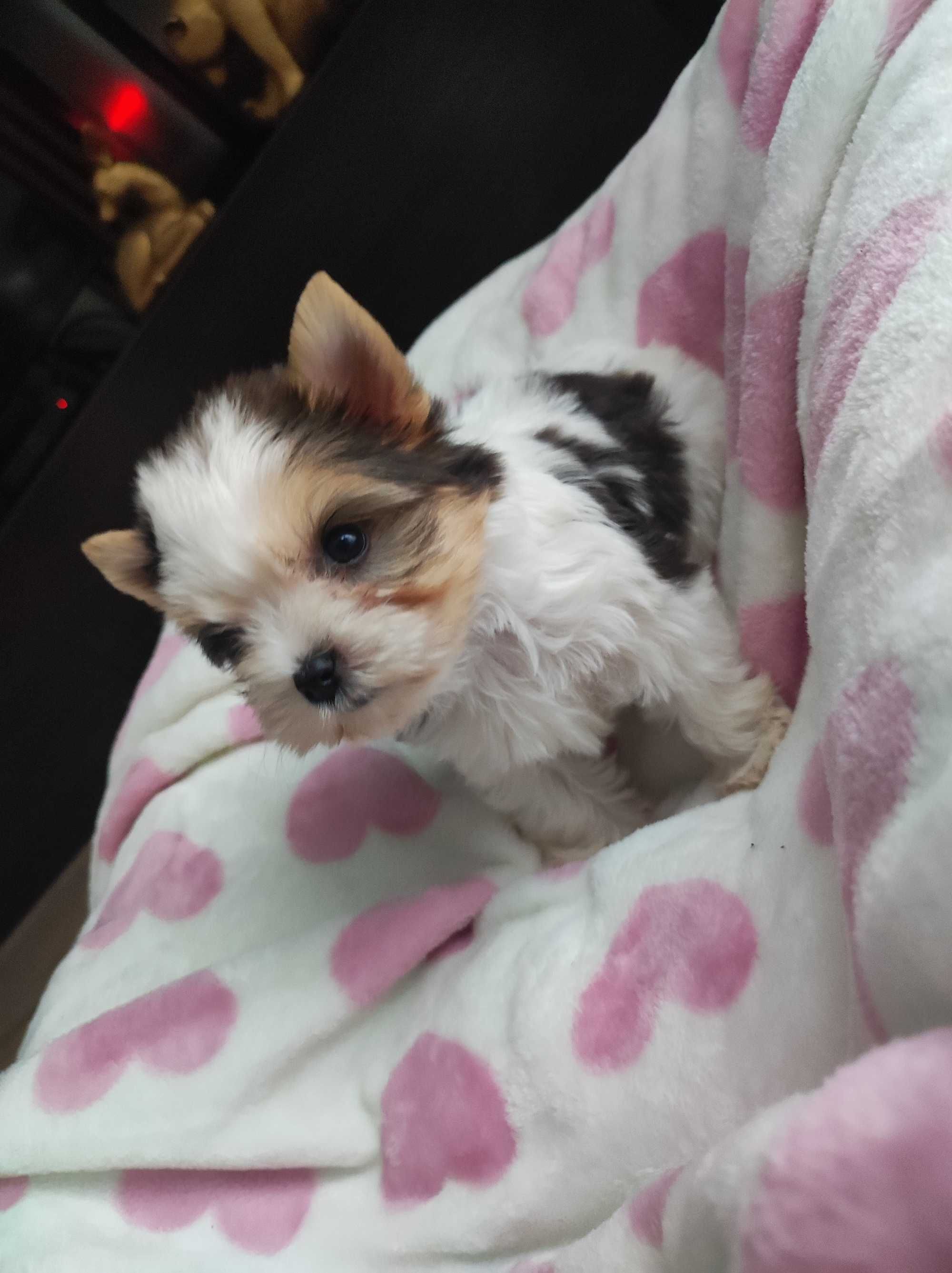 Yorkshire terrier