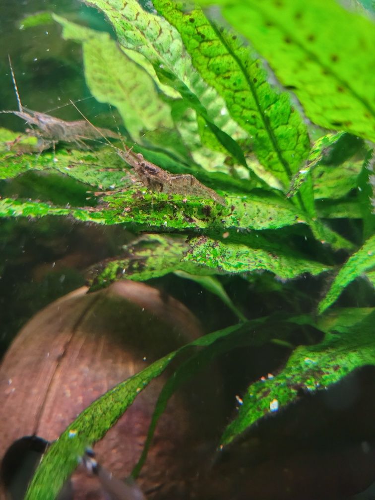 Camarao macrobrachium