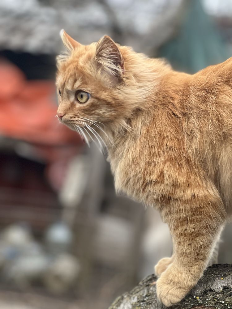 Отдам в хорошие руки кошку !