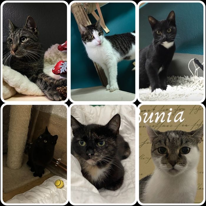 Kotki w różnym wieku do adopcji