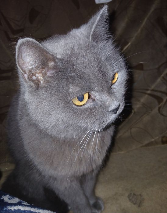 Отдам   котят от веслоухой мамы кошки