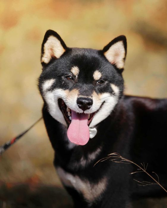 Piękny samiec shiba z doskonałym rodowodem ZKwP FCI