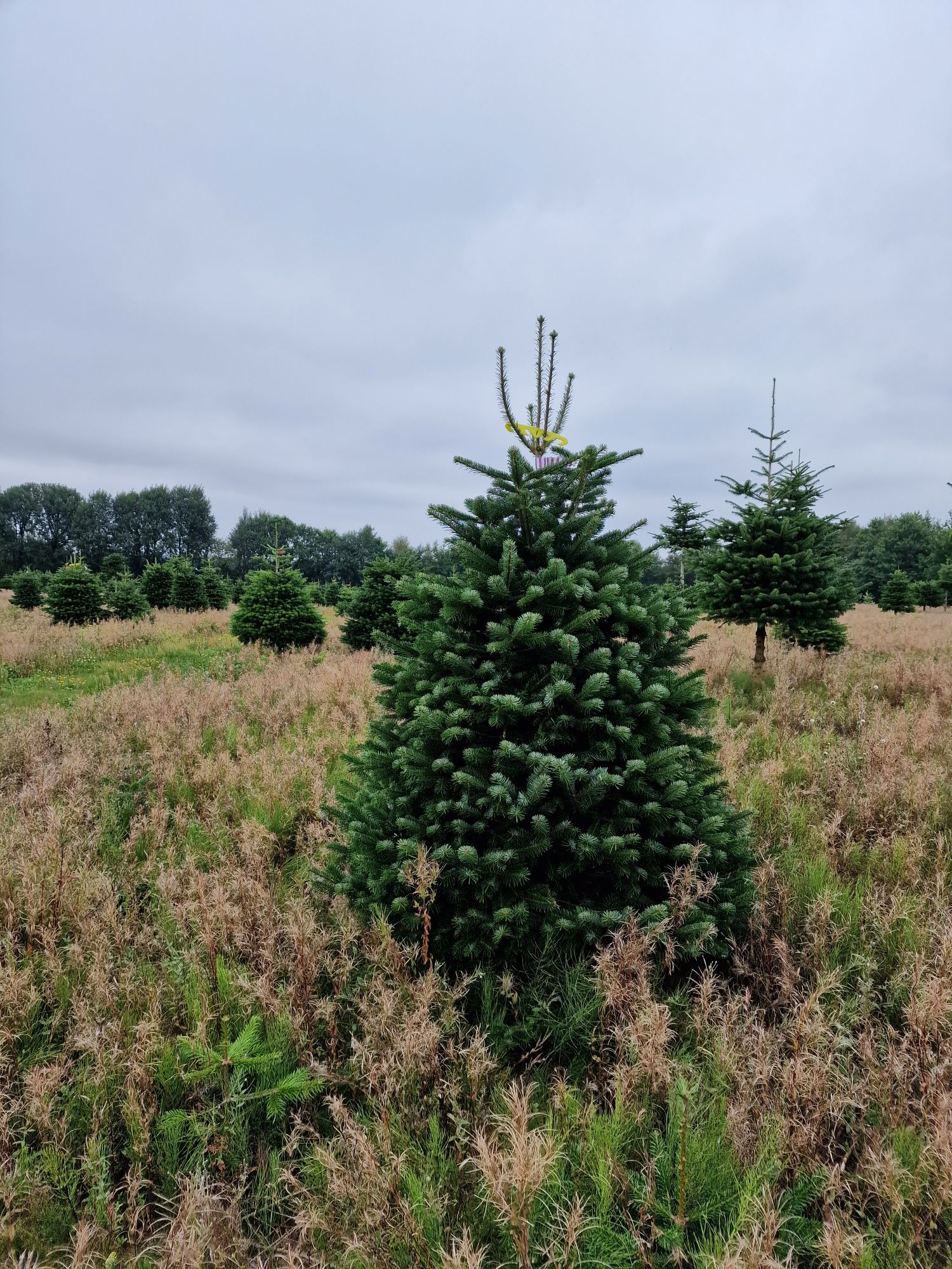 Jodła Kaukaska Plantacja Odense Dania