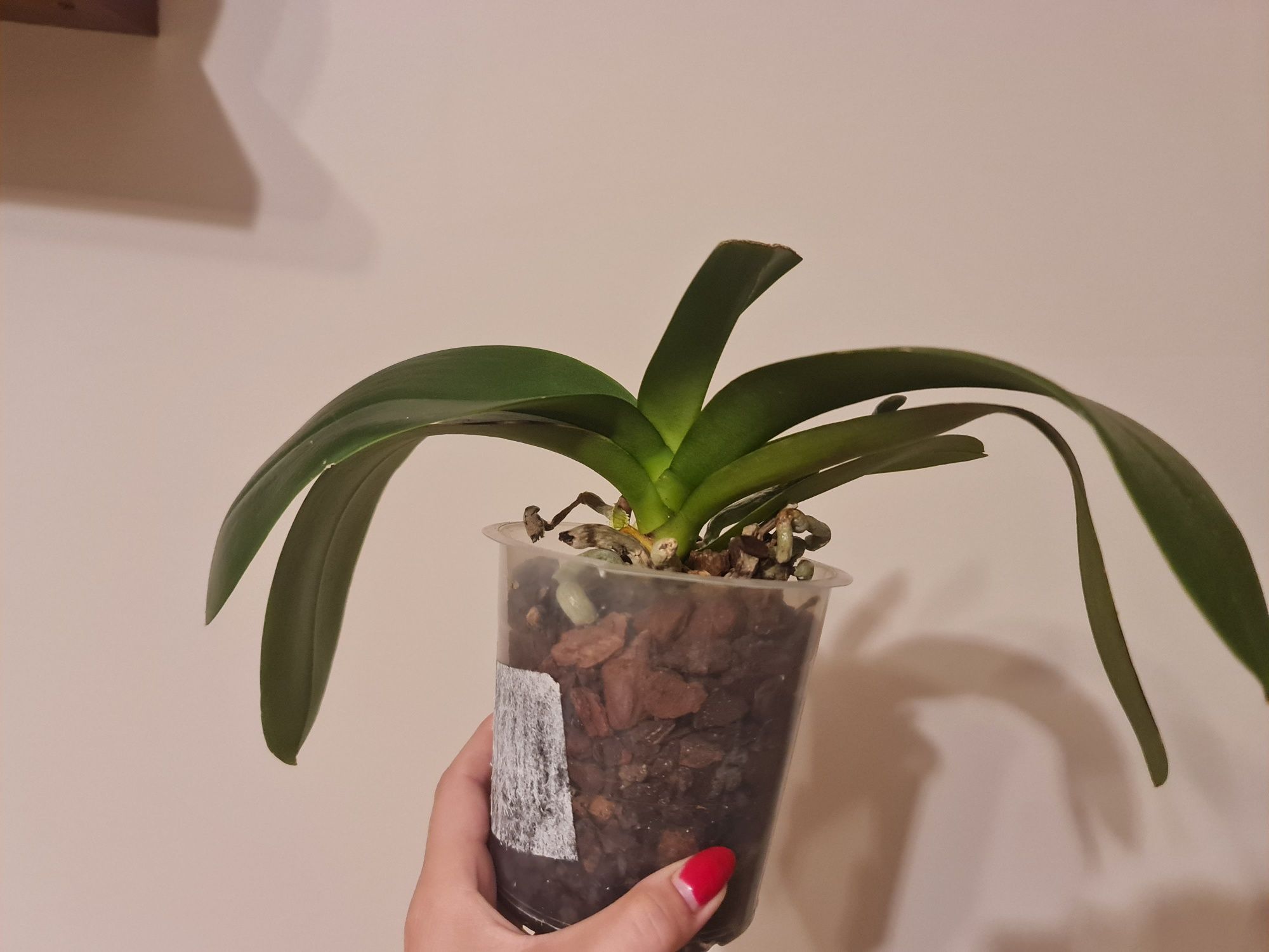 Phalaenopsis Big Lip Aprilion
