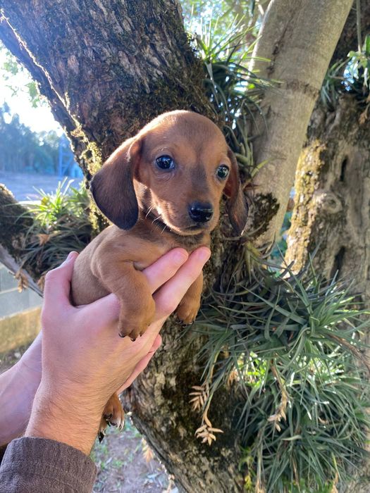 Teckel macho miniatura