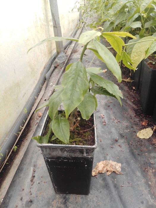 Plantas Não Frutíferas e outras variedades