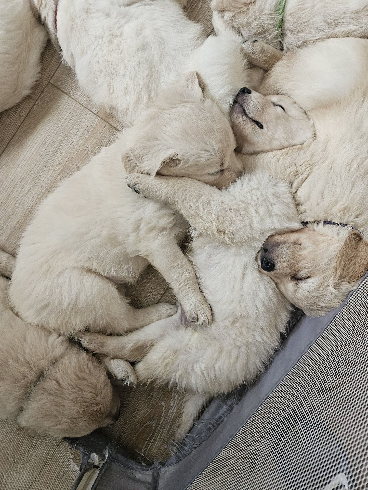 Golden retriever