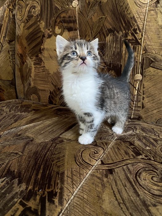 Віддам в добрі руки кошеня-дівчинка