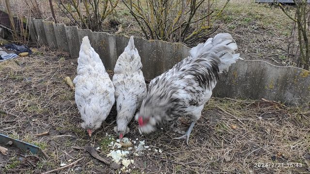 Кури породи Амераукана