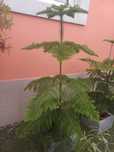 Araucaria heterophylla