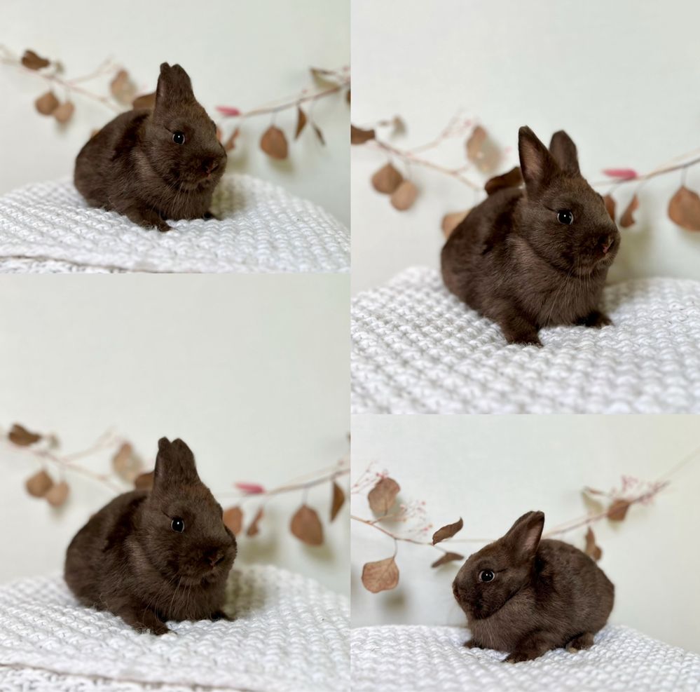 Króliczki Gotowe do odbioru Rasy Karzełek Teddy i Baranek Mini Lop