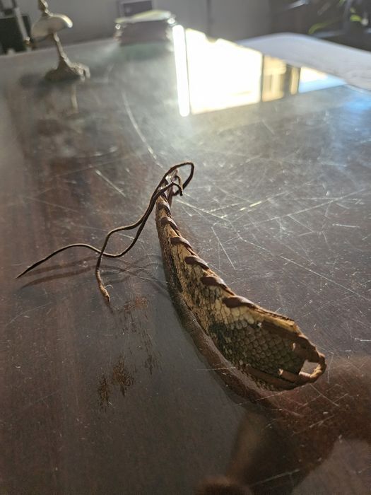 Pulseira de pele de cobra