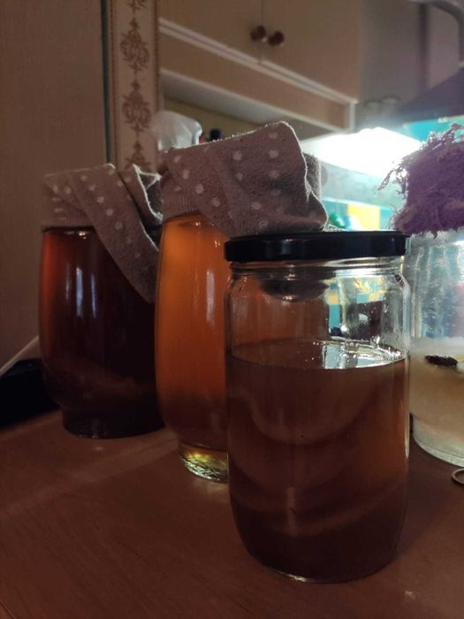 WYPRZEDAŻ grzybki herbaciane - kombucha z zaczynem