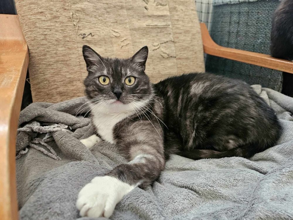 Kotka Orlanka do adopcji