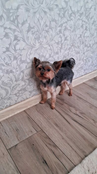 Міні йорк шукає наречену