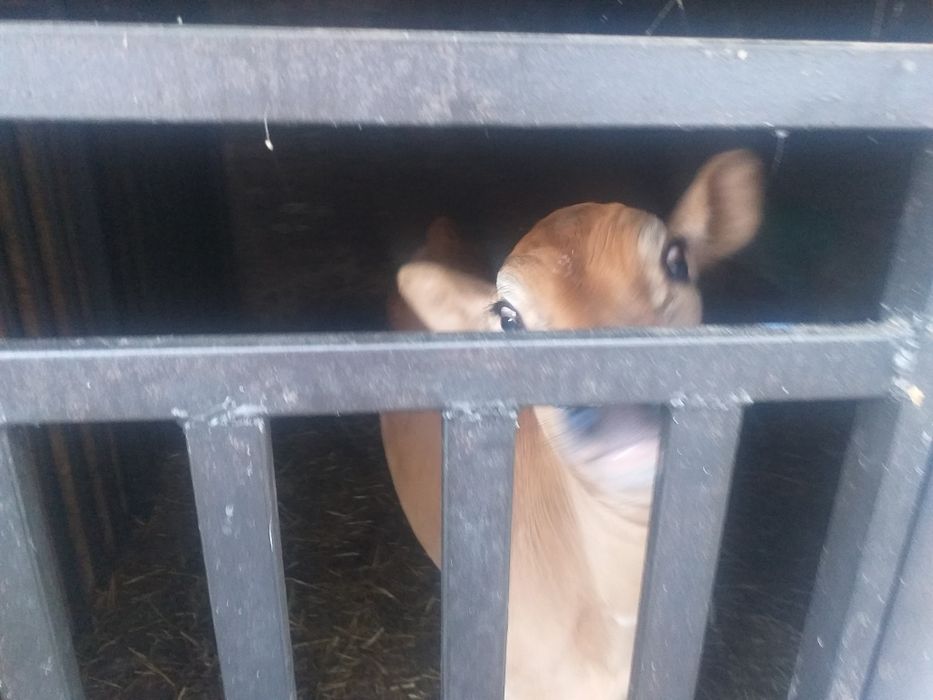 Продам джерсейка бичка