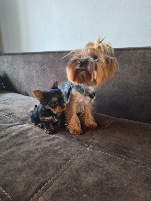 Yorkshire terrier sunia