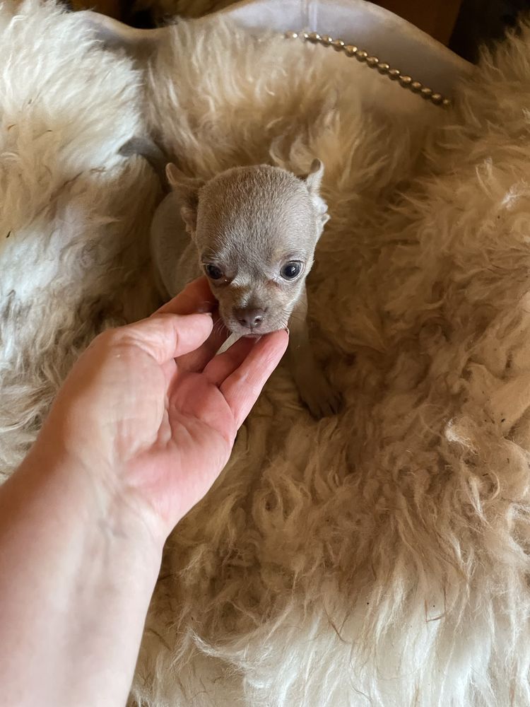 Chihuahua pies liliowy