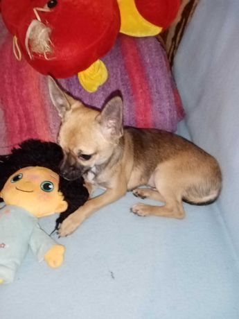 Chihuahua- mini piesek