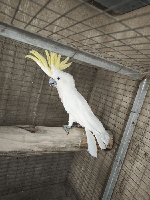 Cacatua Eleonora macho 2014 disponível para entrega imediata