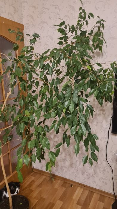 Фикусы  Бенджамина большие растения