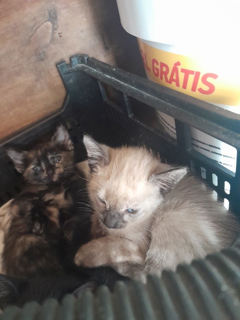 Gatinhos para adoçao