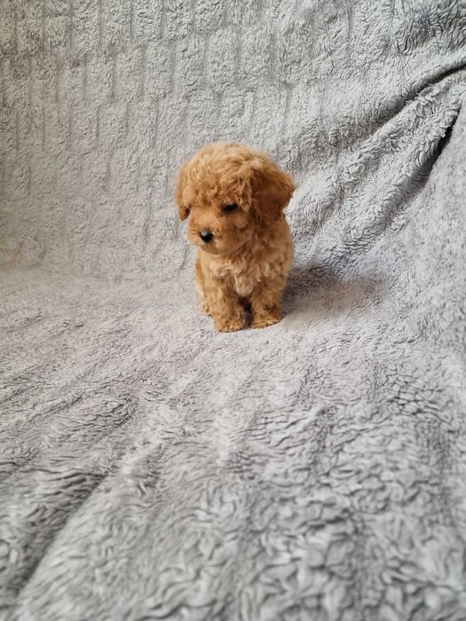 Pudel toy mini pudelek suczka