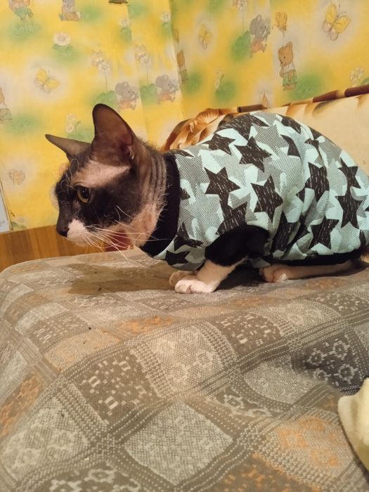 Донський Сфінкс в'язка