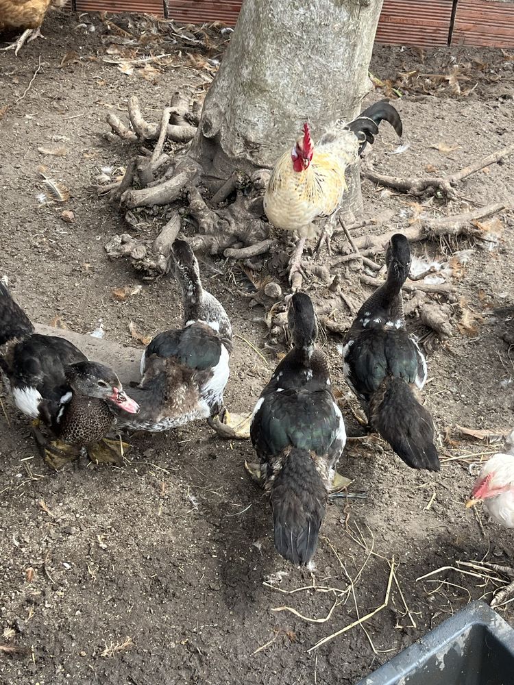 Patos mudos novos