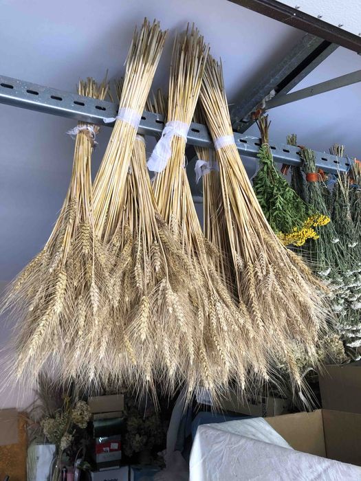 Колоски пшениці.