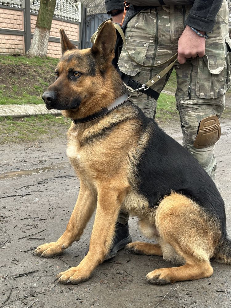 Вязка Німецькоі вівчарки