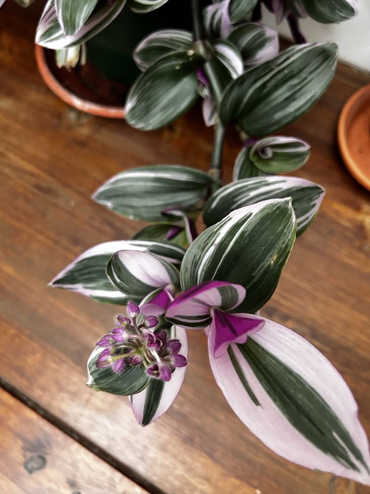 Tradescantia sillamontana, albiflora 'Nanouk', brightness, zebrina