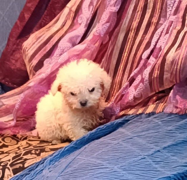 Vendo Caniche toy macho