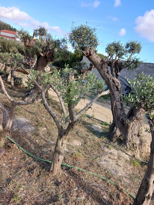 Oliveiras para Jardim
