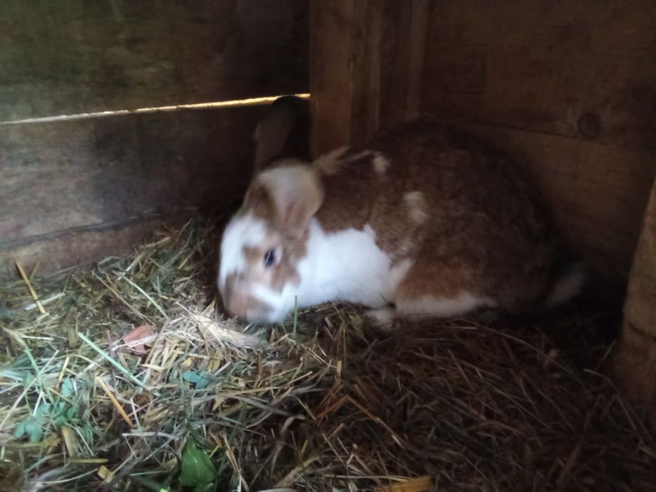 Króliki różne sprzedam