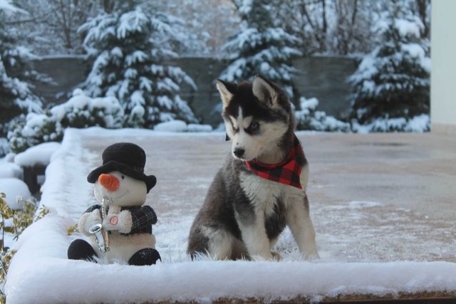 Siberian Husky- suczka