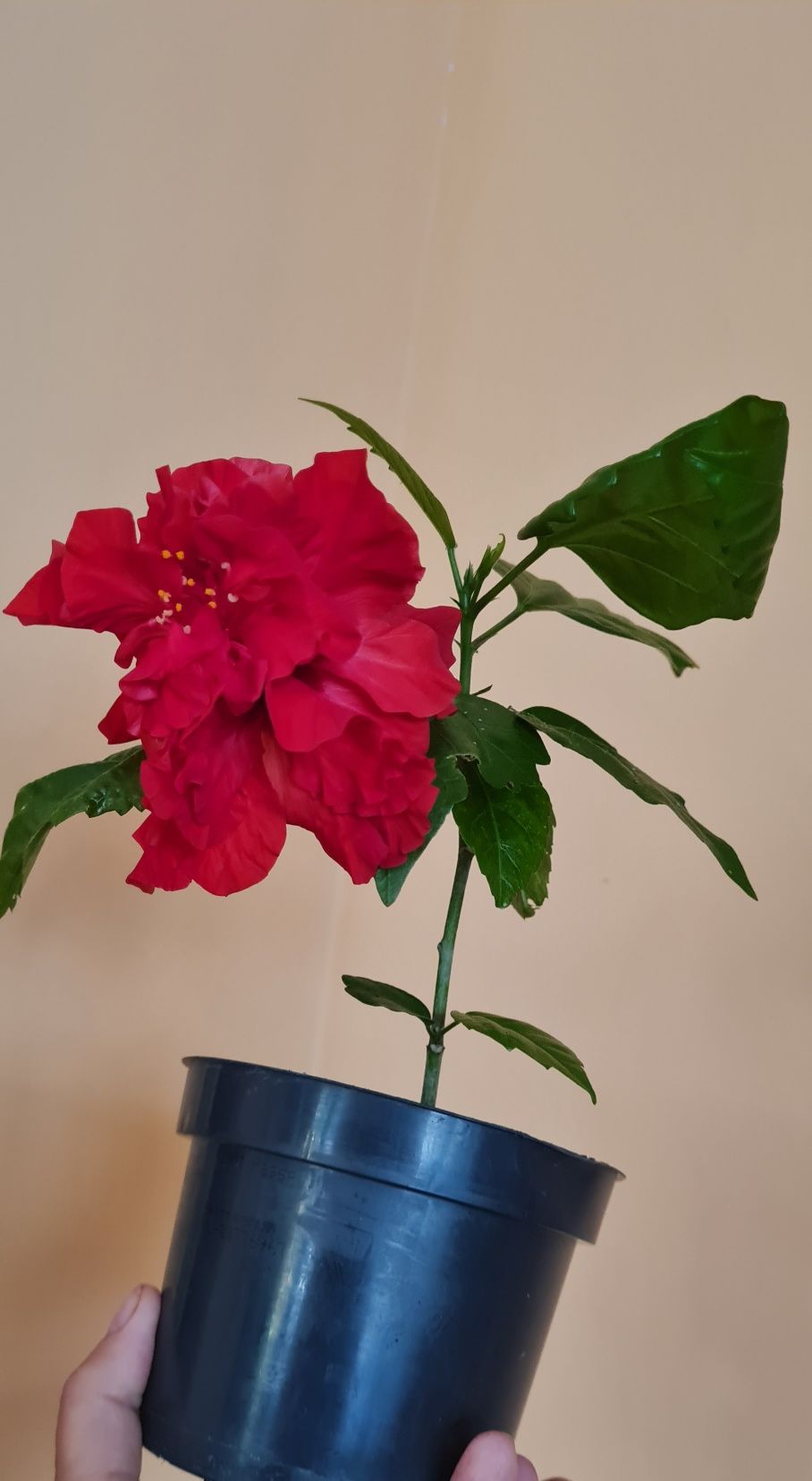 Hibiskus czerwony piękny młody kwiatek
