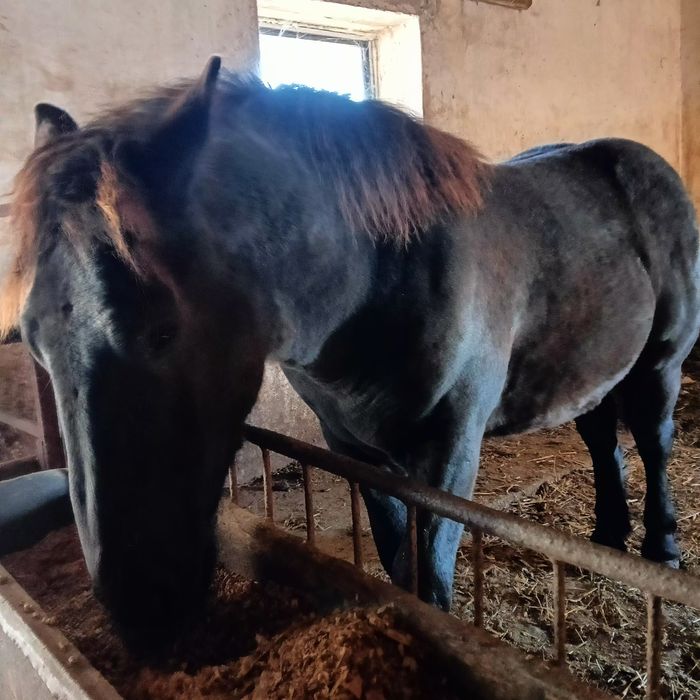 Ogierek zimnokrwisty