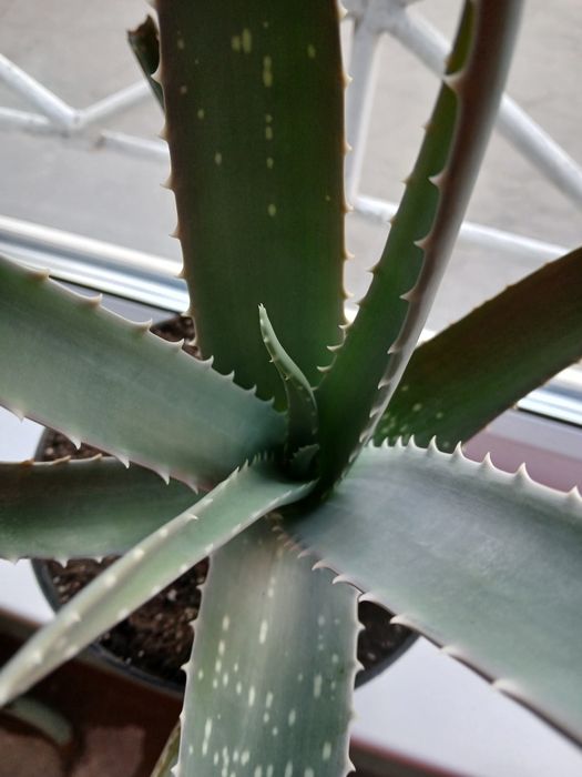 Алое 5 років. Рослина з лікувальними властивостями