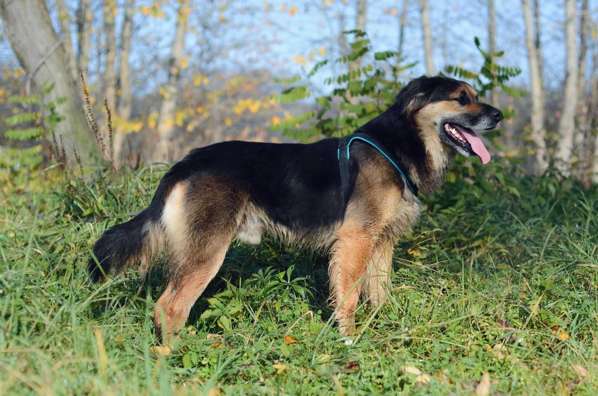 Kornel szuka nowej rodziny ADOPCJA