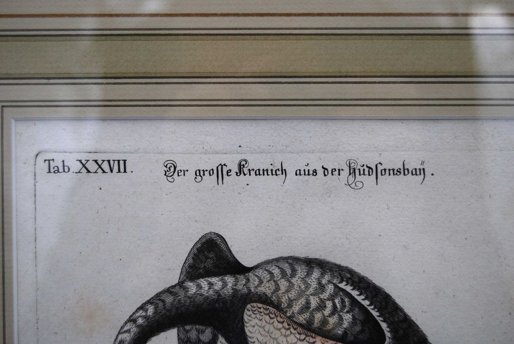 George Edwards (1694 - 1773) wizerunki ptaków miedzioryt