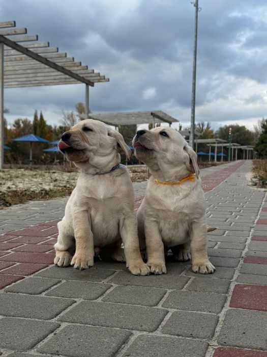Безумовна любов - ось вона