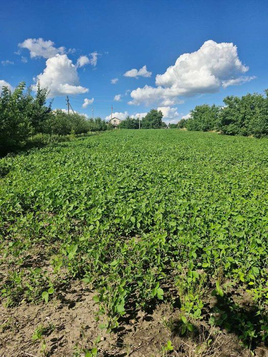 Земля Ярмолинці, 25 соток, під забудову Хмельницька обл.