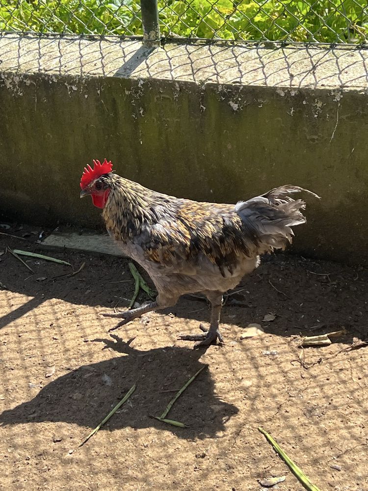 Vendo lindo Galo