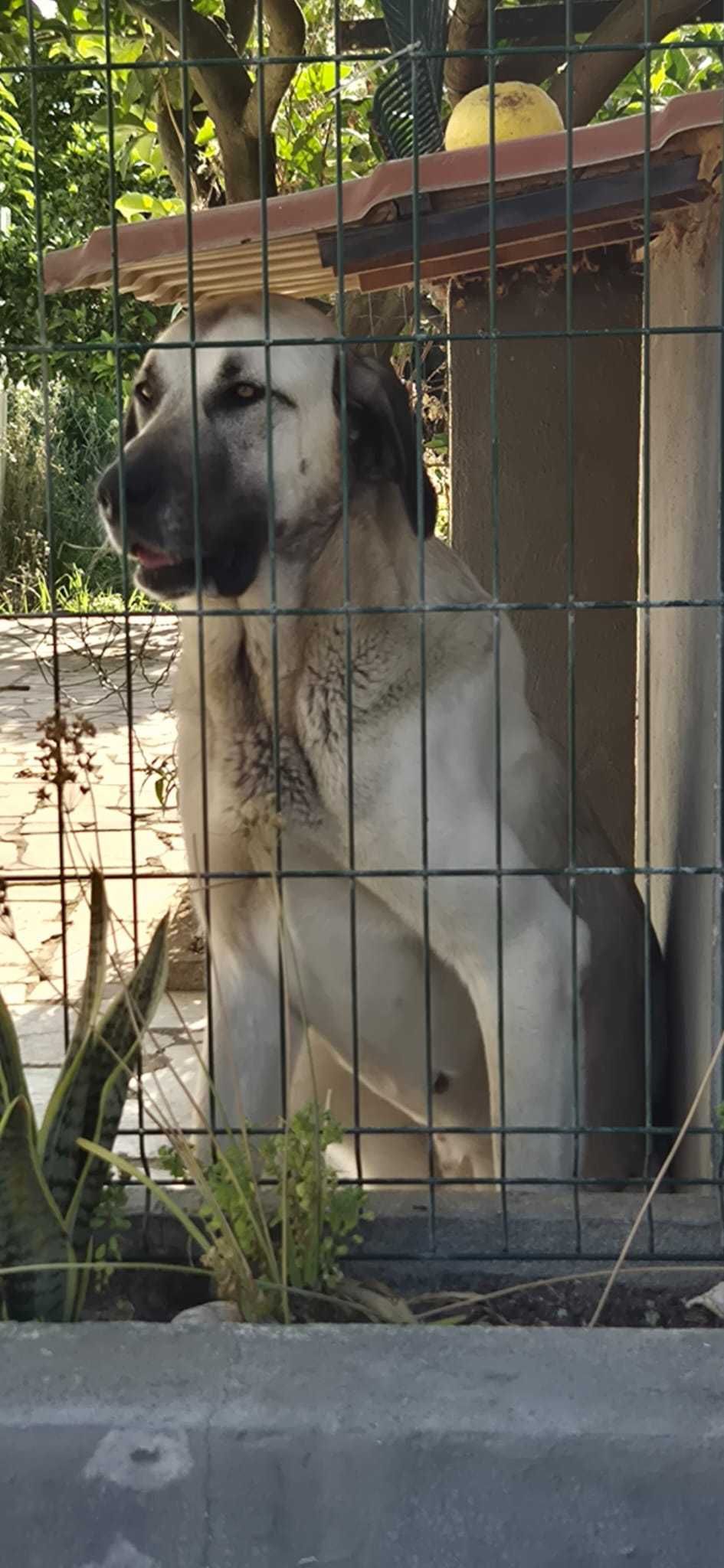 Cadela Cão Gado Transmontano com 1 ano e 10 meses
